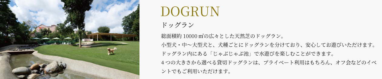 DOGRUN