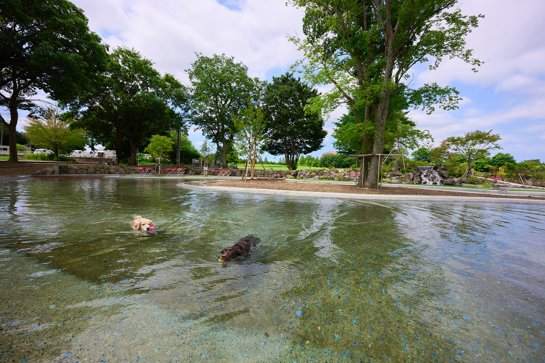 天然の湧き水を使ったドッグプールで遊ぶ愛犬